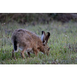 A Brown Hare eating grass