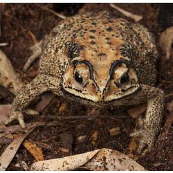 Front view of pale brown toad with black dots and stripes.