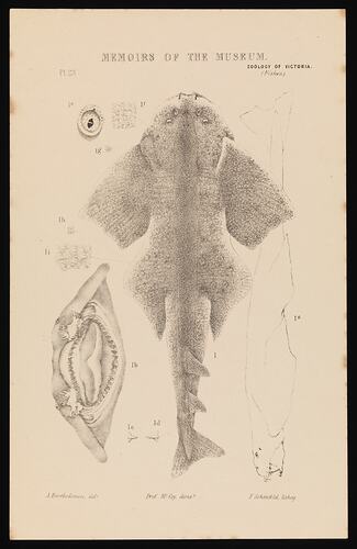 Squatina australis