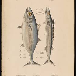 Thunnus maccoyii