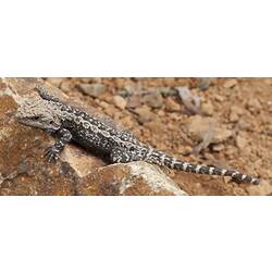 Long-tailed brown lizard on rock.