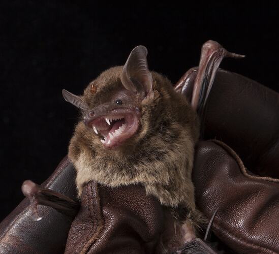 Small bat with tick on head held in gloved hands.