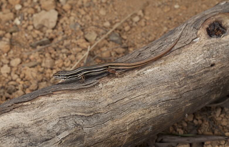 Copper-tailed Skink.