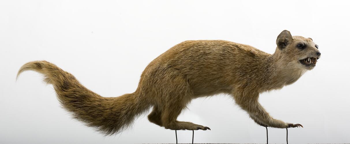 Side view of mounted Mongoose specimen.