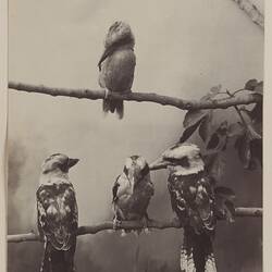 Photograph - 'Our Jacks, Another', by A.J. Campbell, Victoria, circa 1895