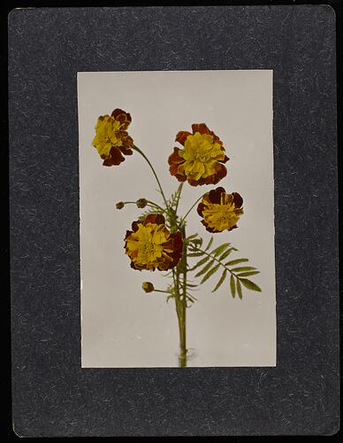 Still life of orange and red marigold flowers.