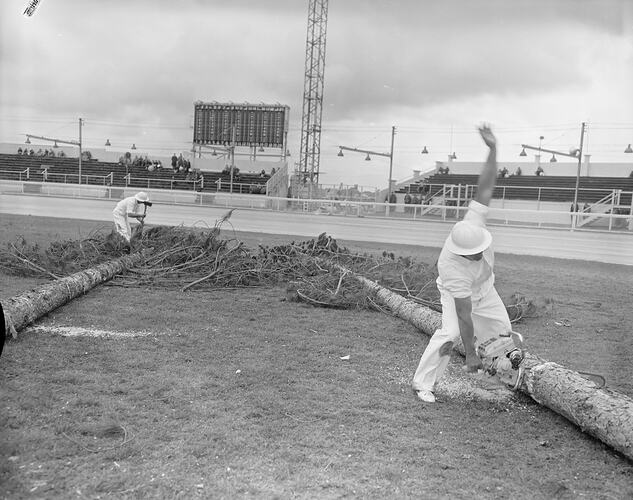Tree Felling Demonstration, Men Chopping at Fallen Trees, Royal Melbourne Show, Flemington, Victoria, 19 Sep 1959