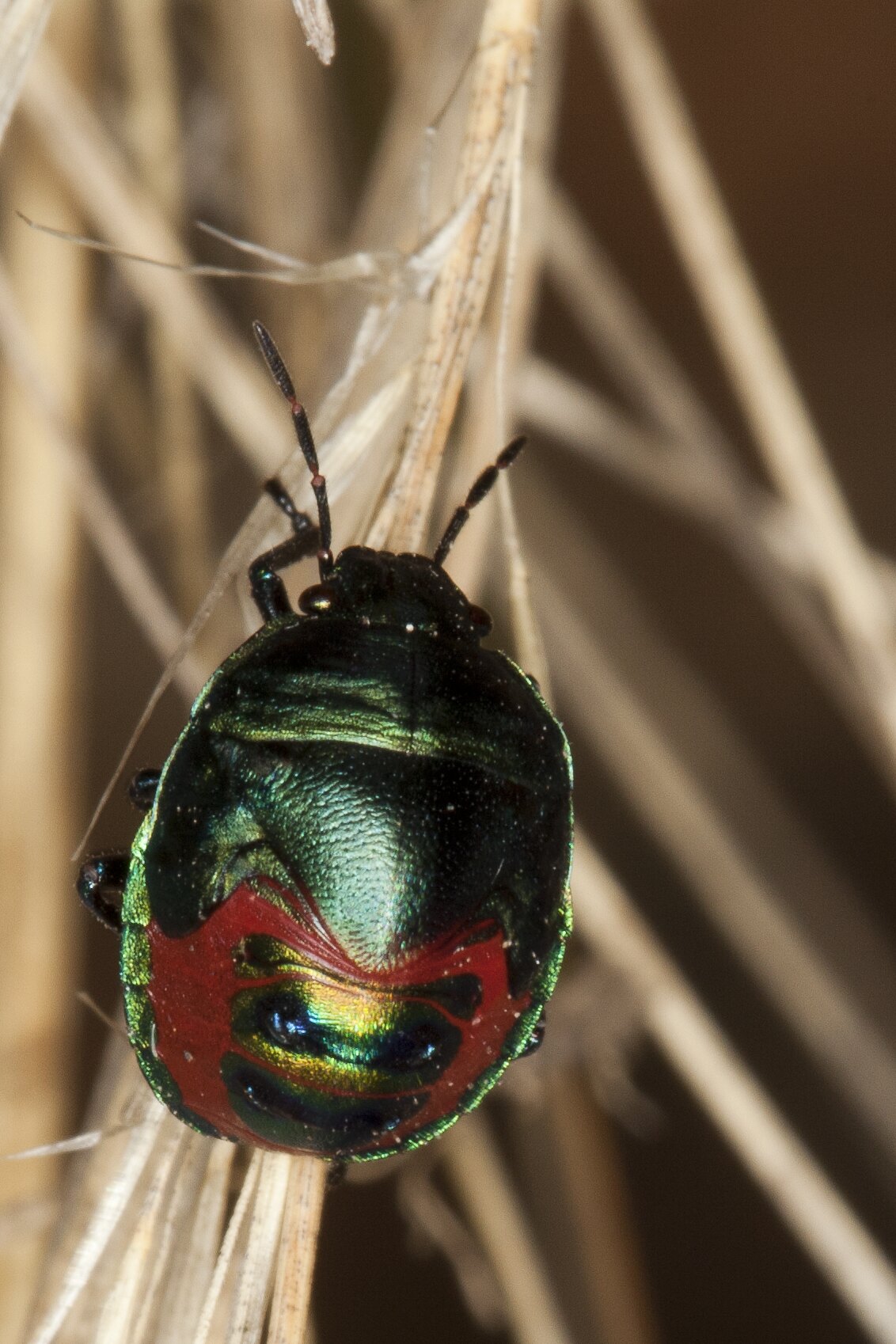 Choerocoris paganus (Fabricius, 1775), Red Jewel-bug