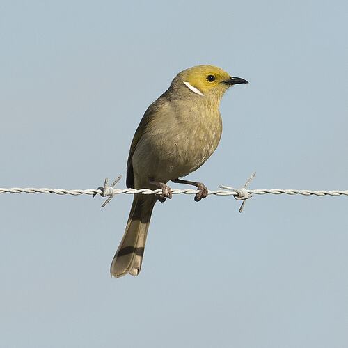 Green-yellow bird with white flash on cheek sitting on barbed wire.