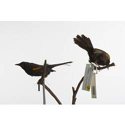 Two mounted birds on branch with labels.