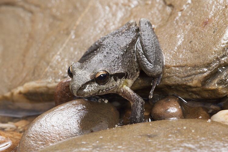 Brown frog with stripe down face on damp rocks.