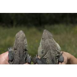 Dorsal view of female and male Water Dragons showing difference in head shape.