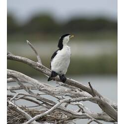 Black and white bird with webbed feet standing on branch.