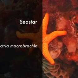 Silent footage of the Seastar, <em>Nectria macrobrachia</em>.