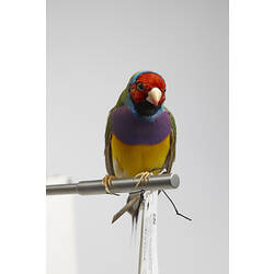 Purple, yellow and red bird specimen viewed from front.