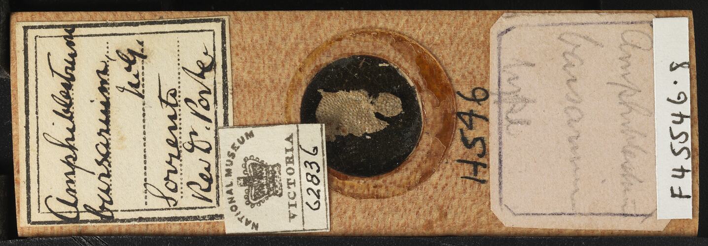 Bryozoan specimen in wooden microslide with handwritten labels.