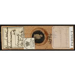 Bryozoan specimen in wooden microslide with handwritten labels.