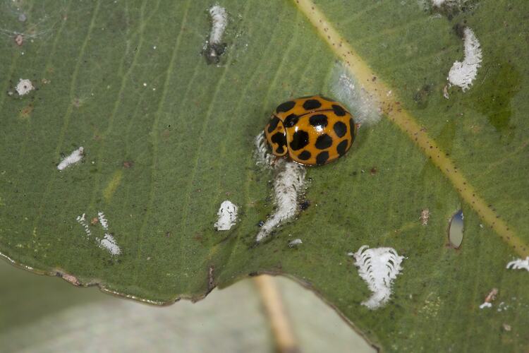 <em>Harmonia conformis</em>, Common Spotted Ladybird. Apex Park, Victoria.