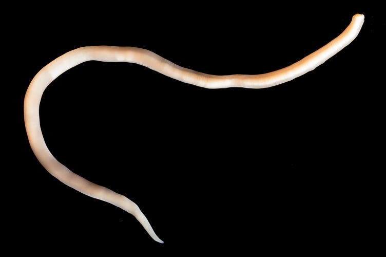 Long, narrow, round, pink-cream worm