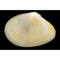 Side view of white bivalve against black background.