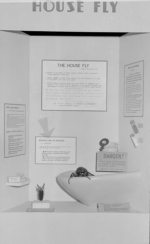 House fly display in Queen's Hall, Institute of Applied Science (Science Museum), Melbourne, 1960s