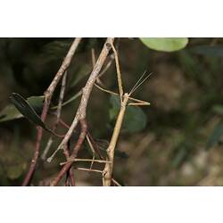 Large stick insect clinging to branch.