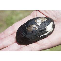 Freshwater mussel held in hand.