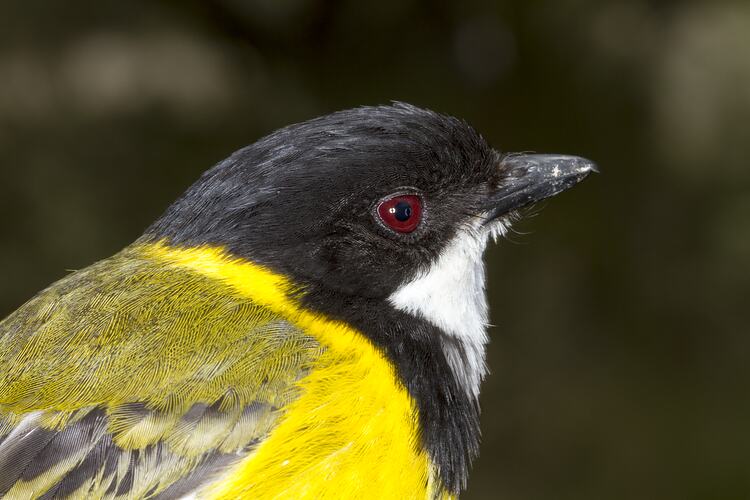 Detail of head and shoulders of yellow, black and white bird.