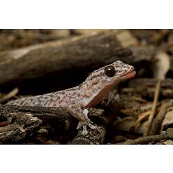 Pink-brown gecko, tongue slightly stuck out.