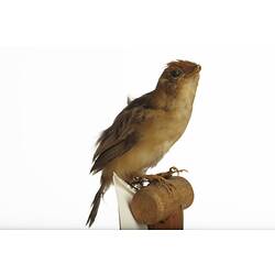 Yellow and brown bird specimen mounted on perch.