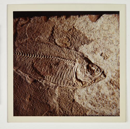 Section of fish fossil preserved in rock.