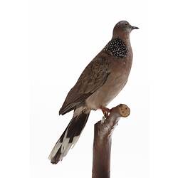 Dove specimen mounted on branch, side view.