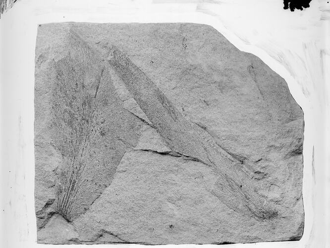 Black and white photo of fossils on rock.