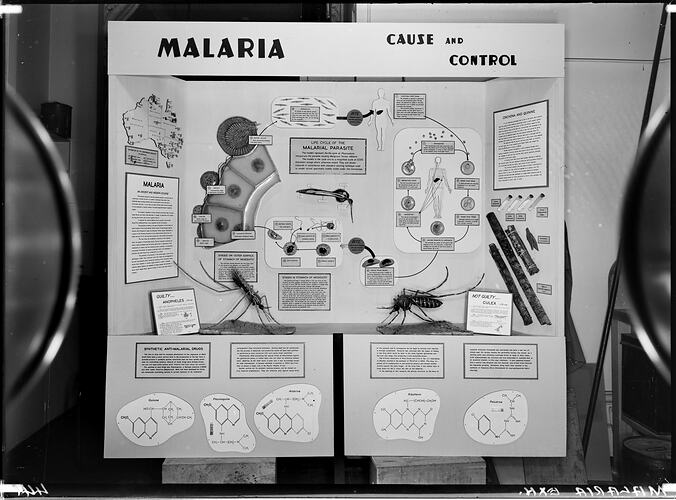 Glass Negative - Malaria Display at the Institute of Applied Science (Science Museum), Melbourne, circa 1960s