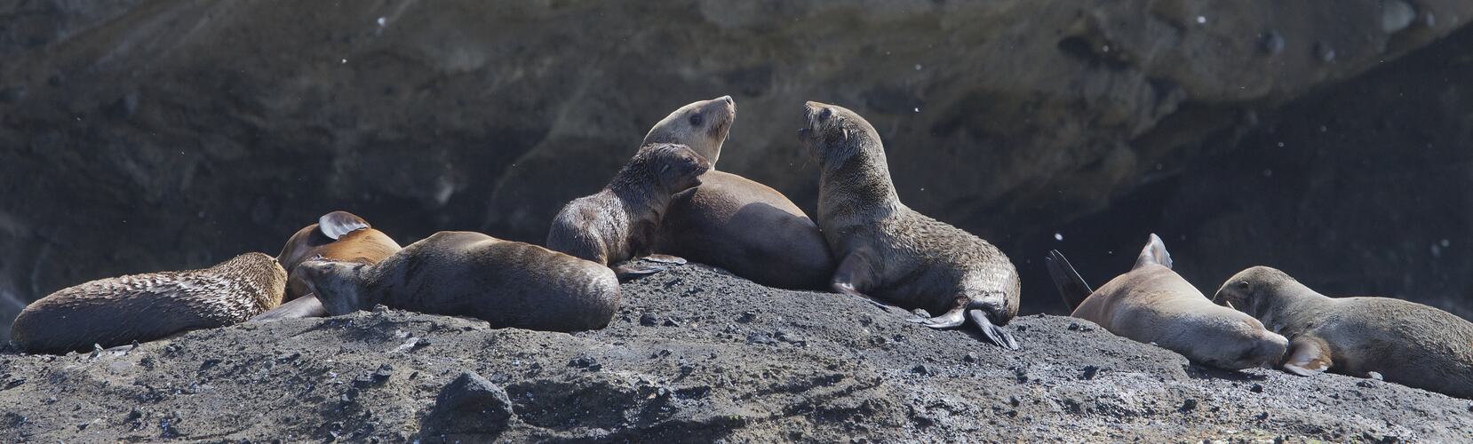 Seals lounging on rocks.