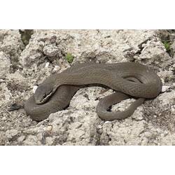 Brown snake with white stripe on mouth coiled on dry muddy ground.