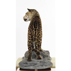 Rear view of mounted Jaguar specimen.
