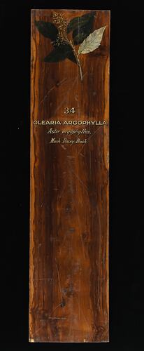 Timber Sample - Musk Daisy-bush, Olearia argophylla, Victoria, 1885 (Obverse)