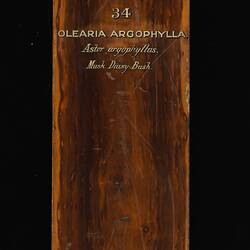Timber Sample - Musk Daisy-bush, Olearia argophylla, Victoria, 1885 (Obverse)