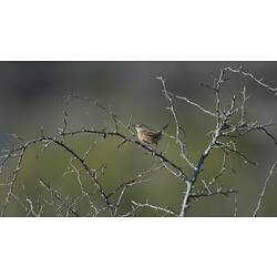Small brown bird on thorny branch.