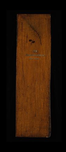 Timber Sample - Black Sheoak, Allocasuarina littoralis, Victoria, 1885