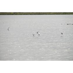 Whiskered Tern.