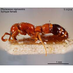 Ant specimen, female, lateral view.