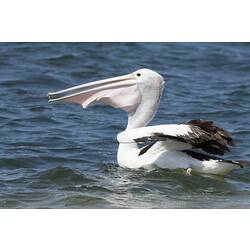 Pelican on water, head turned with something distending bill pouch.