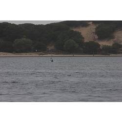 <em>Cygnus atratus</em>, Black Swan. Gippsland Lakes, Victoria.