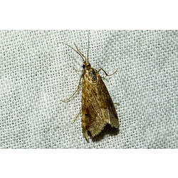 <em>Hellula hydralis</em>, Cabbage Centre Grub Moth. Murray Explored Bioscan.