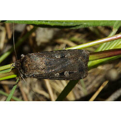 <em>Agrotis infusa</em>, Bogong Moth. Murray Explored Bioscan.
