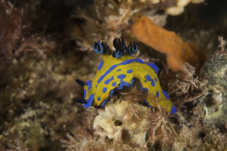 Yellow and blue nudibranch on reef.