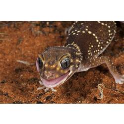 Gecko with tongue out.