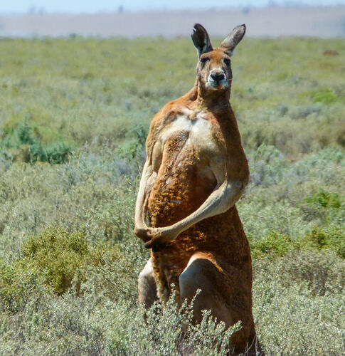 Large male red kangaroo standing on hind legs beside small shrub.